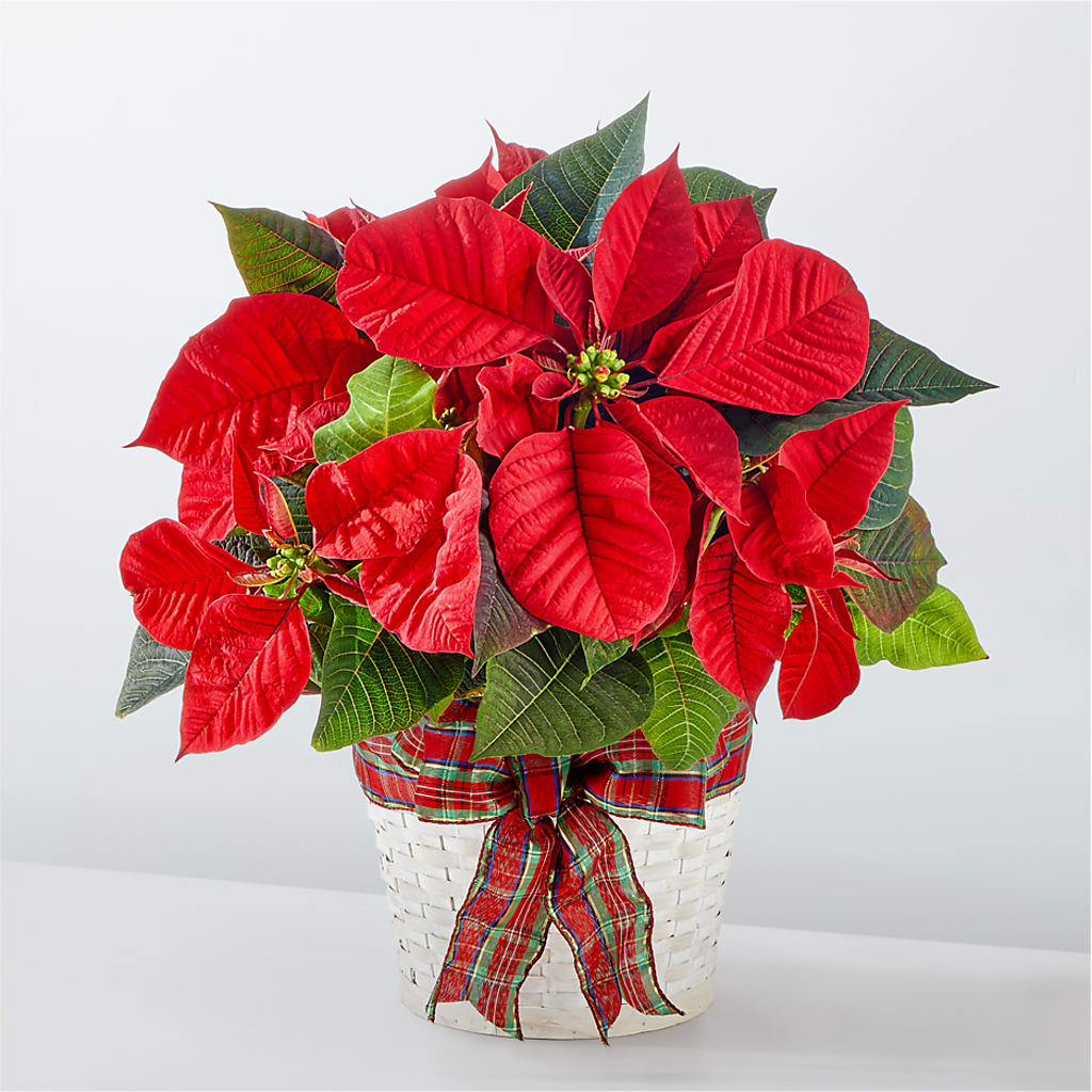 Happiest Holidays Poinsettia – Diana Flowers, Passaic NJ