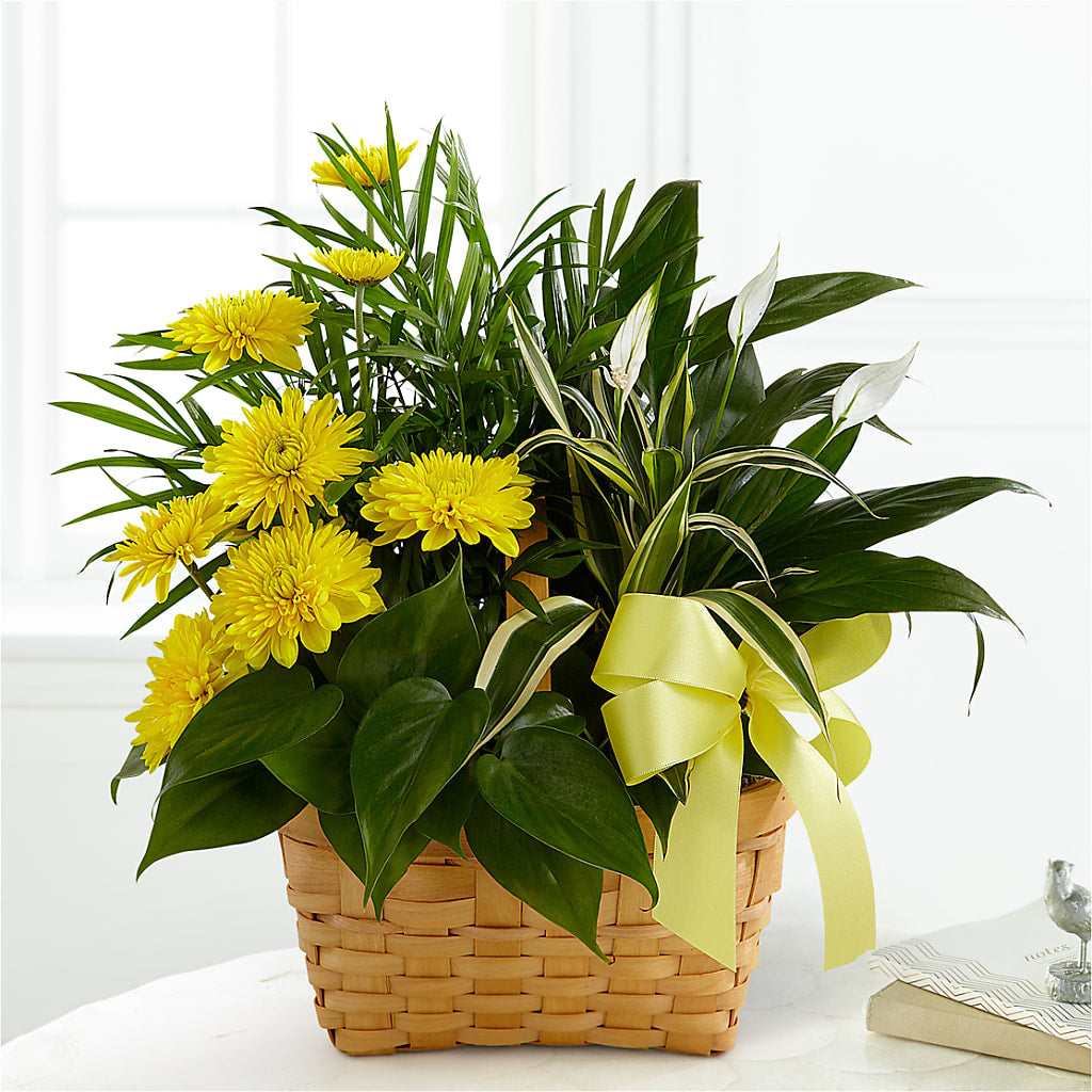 Loving Light Dishgarden – Diana Flowers, Passaic NJ