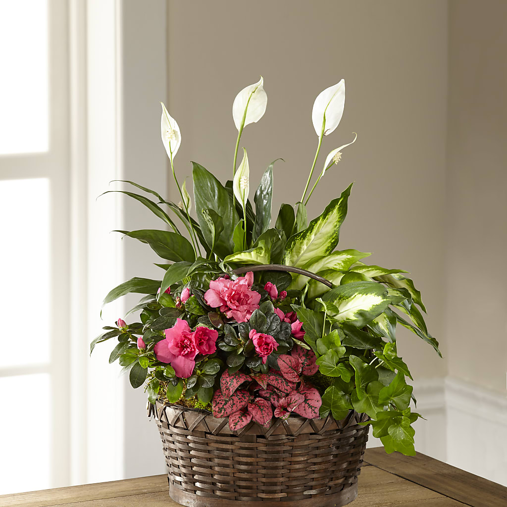 Dream in Pink Dishgarden – Diana Flowers, Passaic NJ