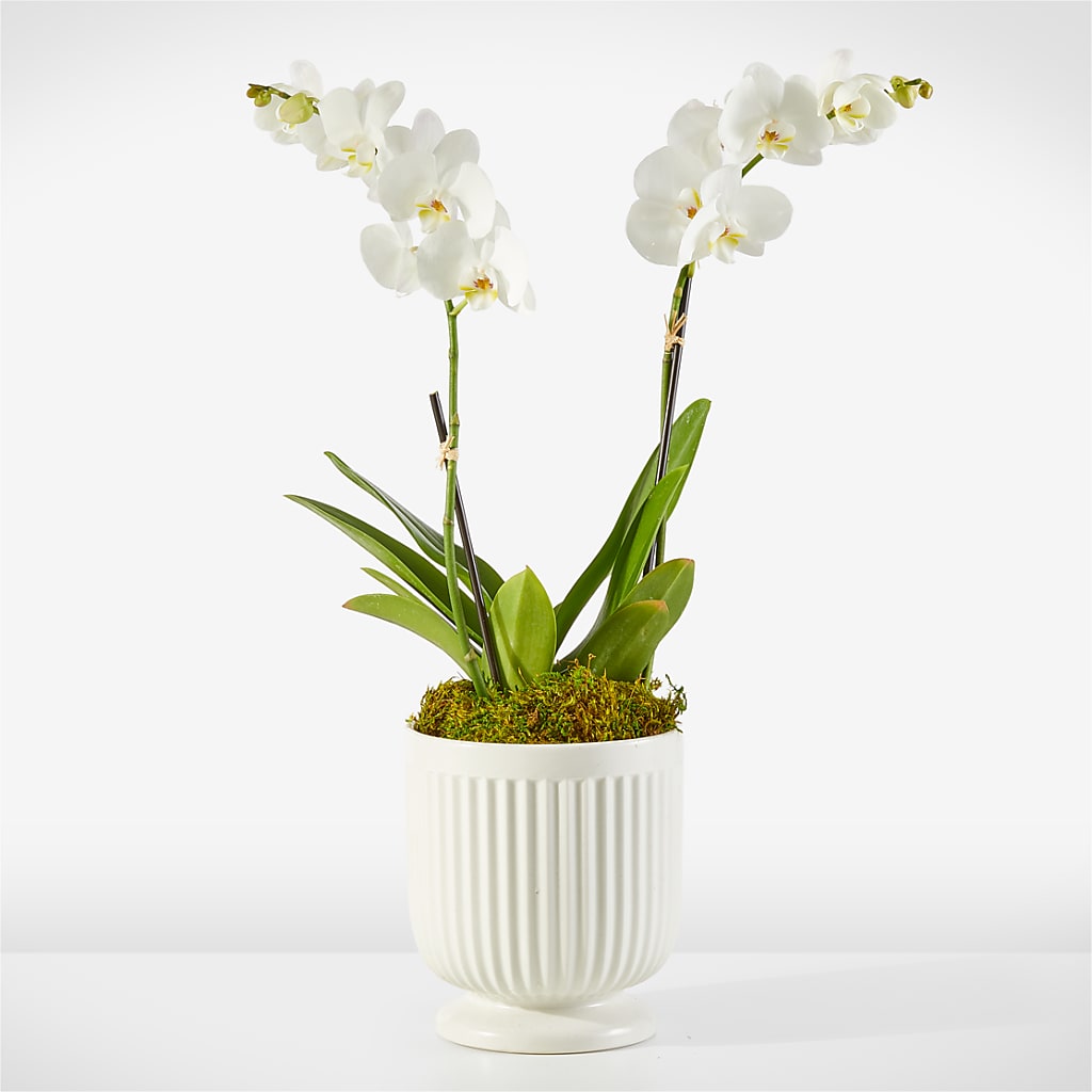 Whispering White Orchid – Diana Flowers, Passaic NJ