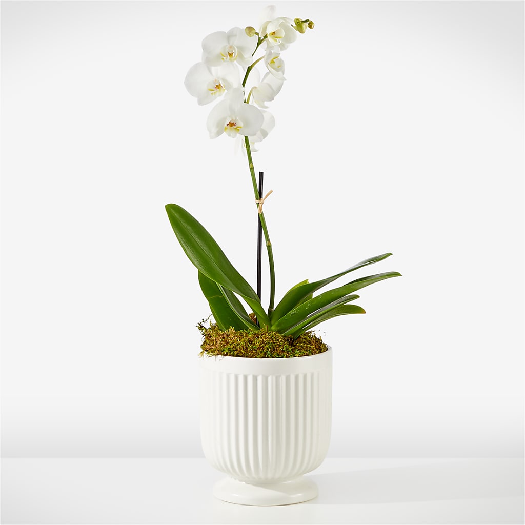 Whispering White Orchid – Diana Flowers, Passaic NJ