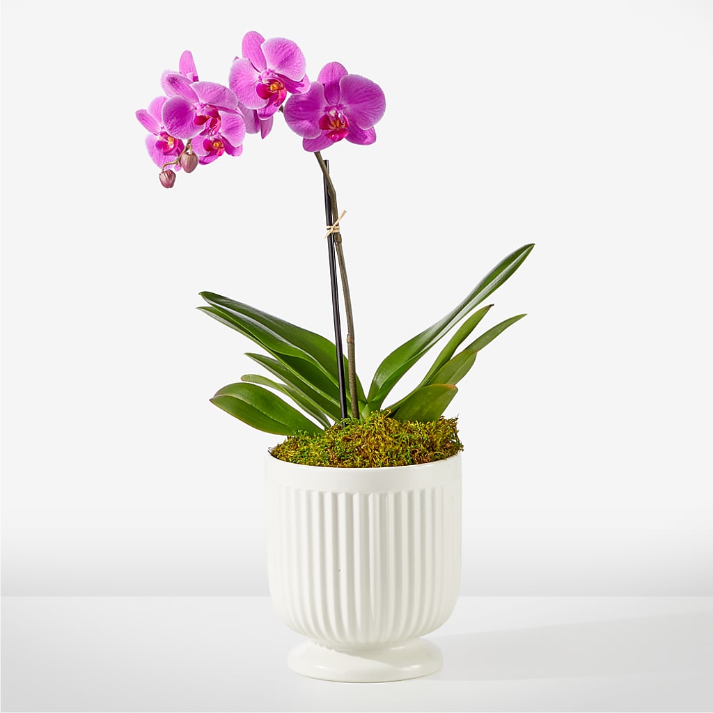 Friendly Fuchsia Orchid – Diana Flowers, Passaic NJ