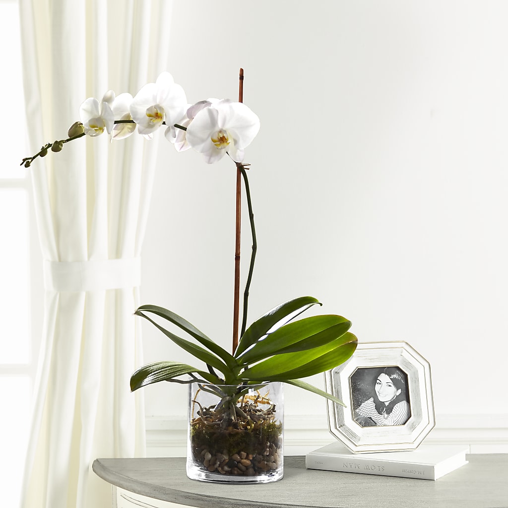 White Orchid Planter – Diana Flowers, Passaic NJ