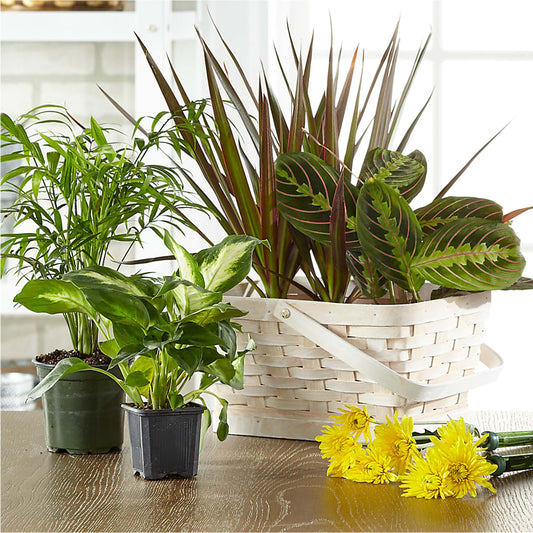 Florist Designed Blooming and Green Plants in a Basket –  Diana Flowers, Passaic NJ