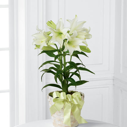Easter Lily Plant –  Diana Flowers, Passaic NJ