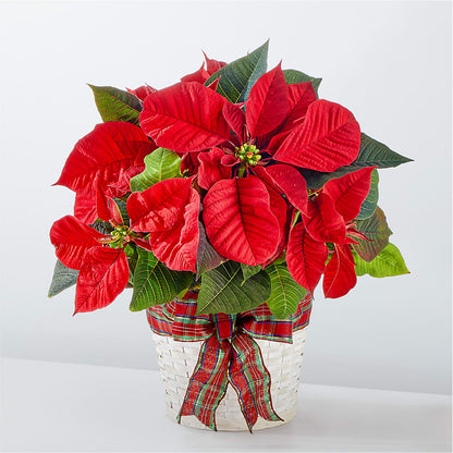 Happiest Holidays Poinsettia –  Diana Flowers, Passaic NJ