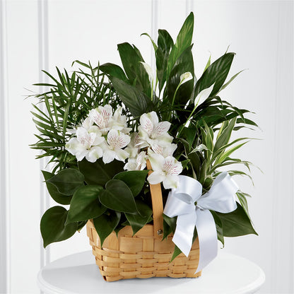Peace & Serenity Dishgarden –  Diana Flowers, Passaic NJ