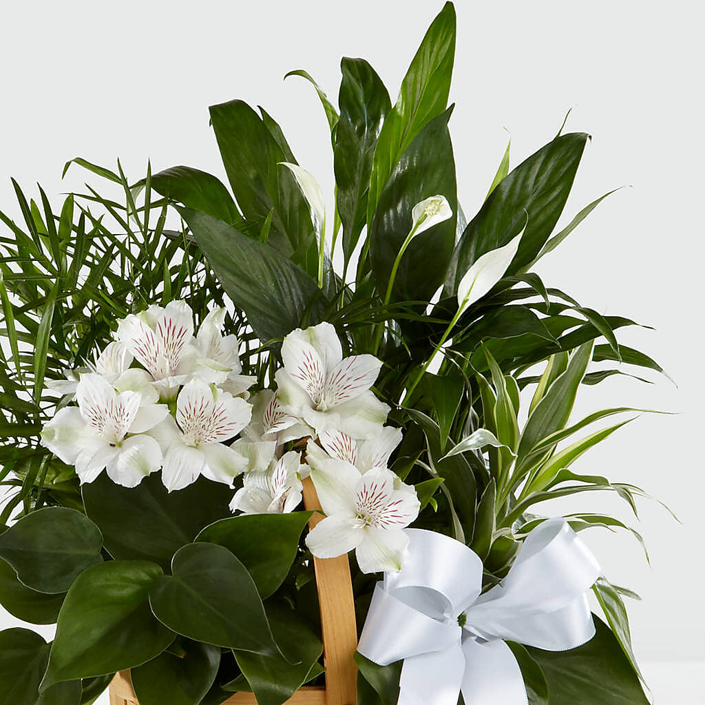 Peace & Serenity Dishgarden –  Diana Flowers, Passaic NJ