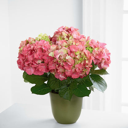 Pink Hydrangea Planter –  Diana Flowers, Passaic NJ