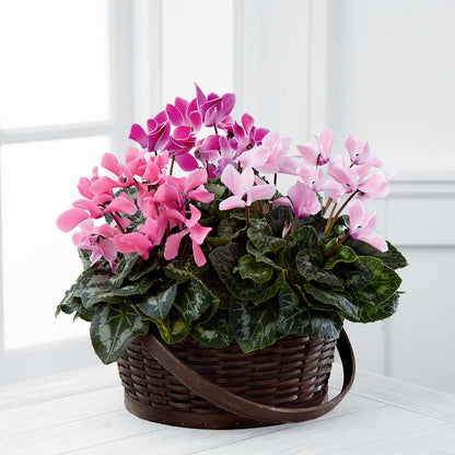 Mixed Cyclamen Planter –  Diana Flowers, Passaic NJ