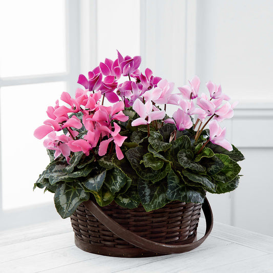 Mixed Cyclamen Planter –  Diana Flowers, Passaic NJ