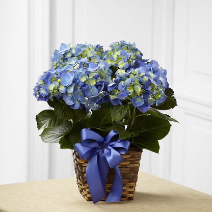 Blue Hydrangea Planter –  Diana Flowers, Passaic NJ