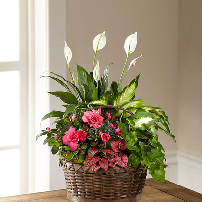 Dream in Pink Dishgarden –  Diana Flowers, Passaic NJ