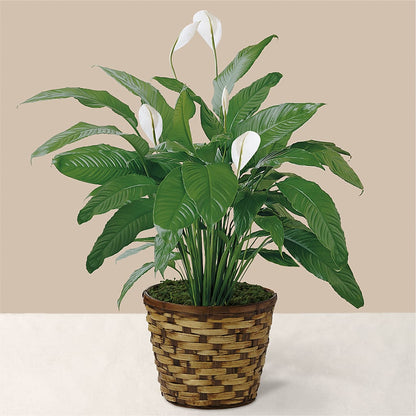 Tranquil Moments Peace Lily Plant –  Diana Flowers, Passaic NJ