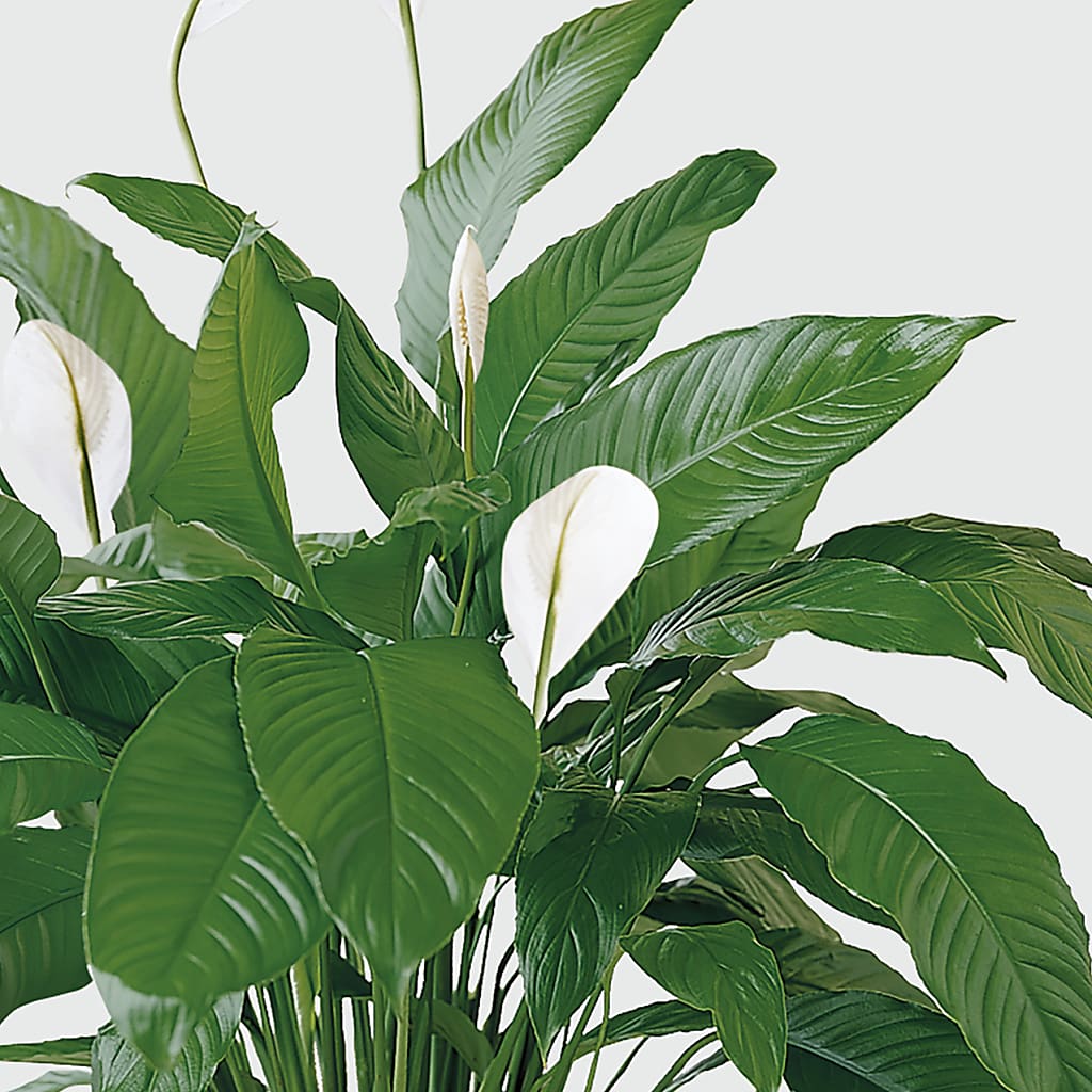 Tranquil Moments Peace Lily Plant –  Diana Flowers, Passaic NJ