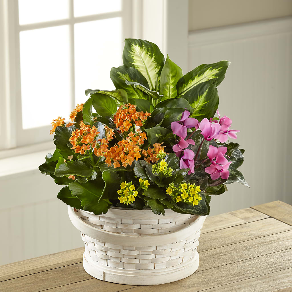 Color Crush Dishgarden –  Diana Flowers, Passaic NJ