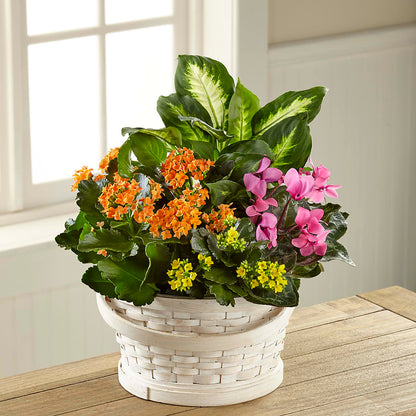 Color Crush Dishgarden –  Diana Flowers, Passaic NJ