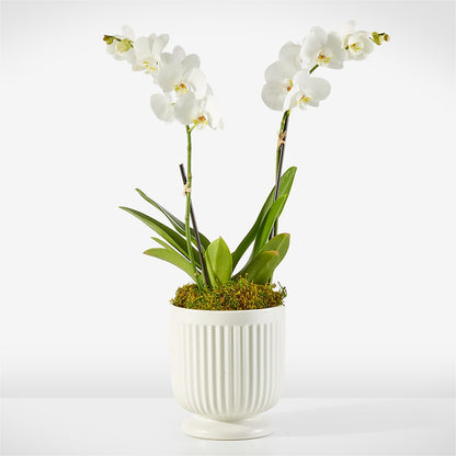 Whispering White Orchid –  Diana Flowers, Passaic NJ