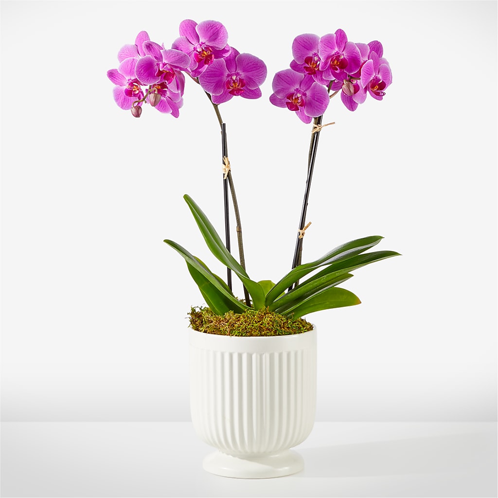 Friendly Fuchsia Orchid –  Diana Flowers, Passaic NJ