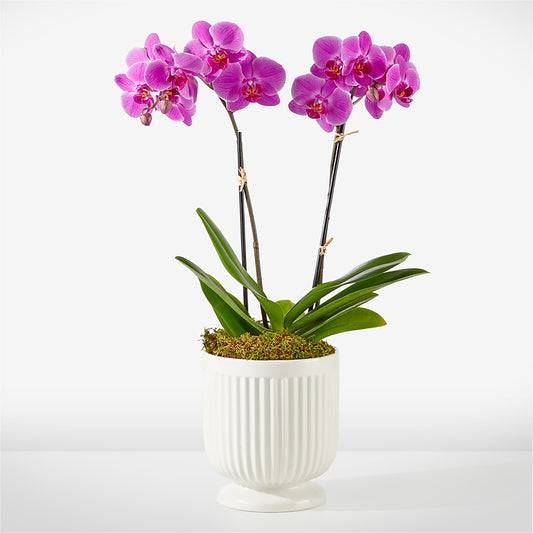 Friendly Fuchsia Orchid –  Diana Flowers, Passaic NJ
