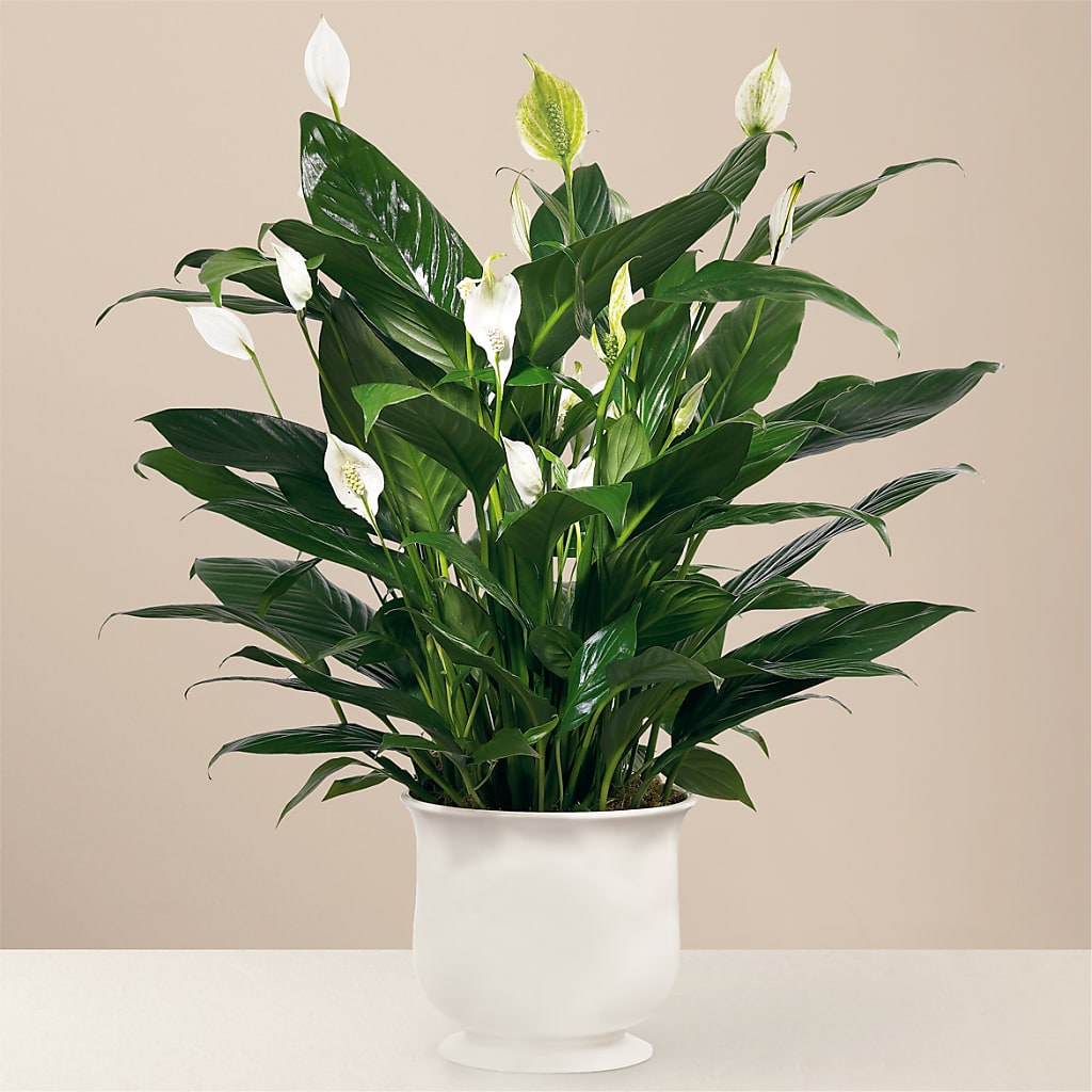 Comfort Planter –  Diana Flowers, Passaic NJ