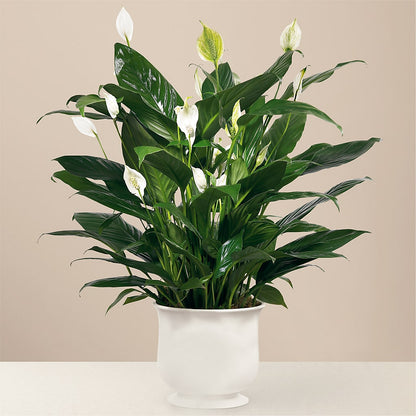 Comfort Planter –  Diana Flowers, Passaic NJ