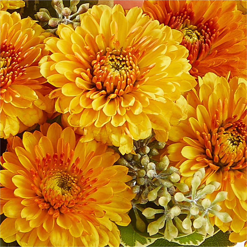 Peachy Pumpkin –  Diana Flowers, Passaic NJ