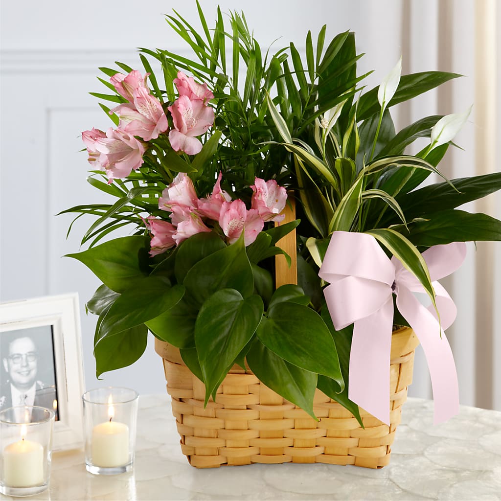 Living Spirit Dishgarden –  Diana Flowers, Passaic NJ