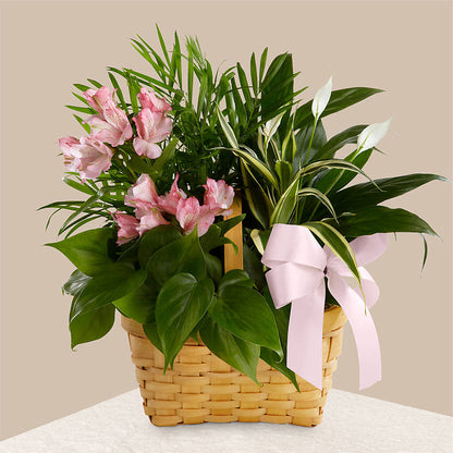Living Spirit Dishgarden –  Diana Flowers, Passaic NJ