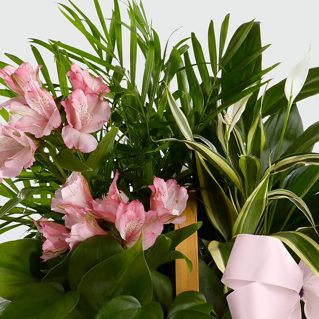 Living Spirit Dishgarden –  Diana Flowers, Passaic NJ