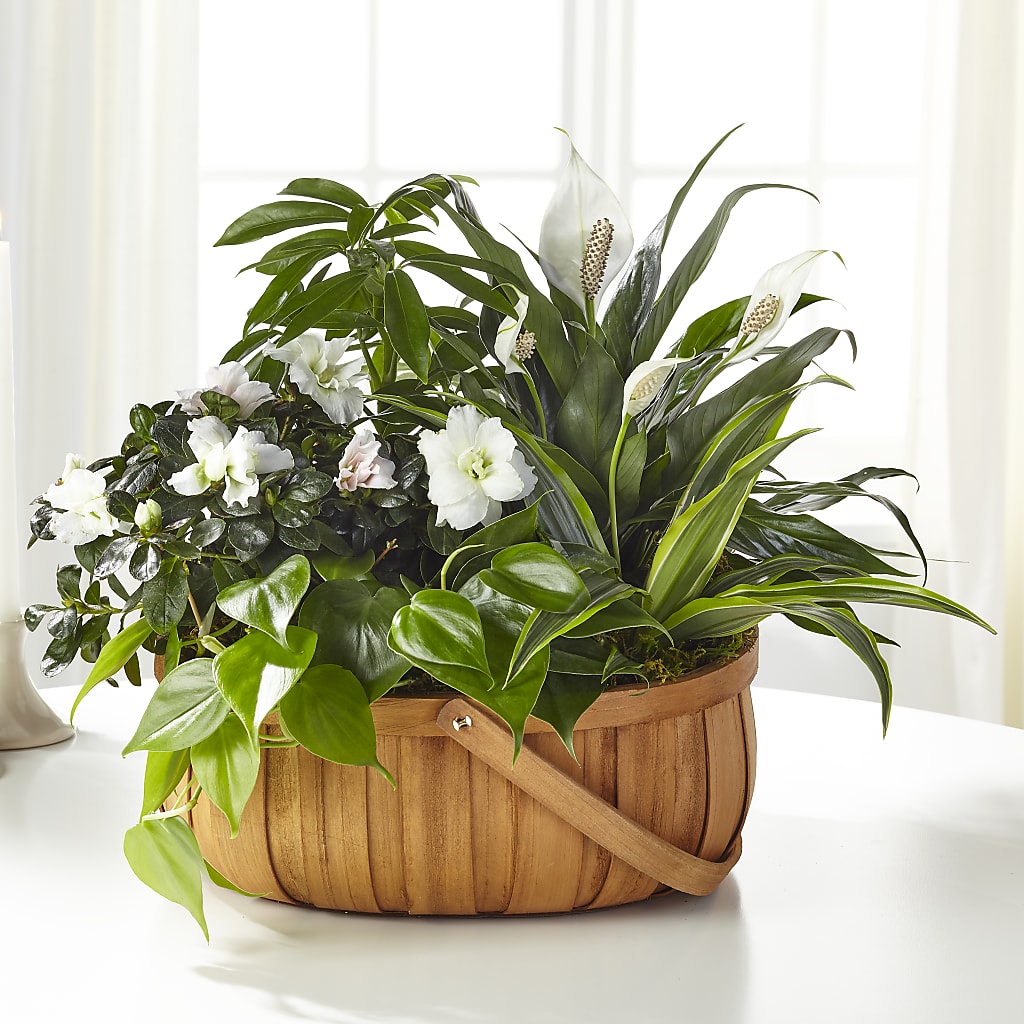 Serene Dishgarden –  Diana Flowers, Passaic NJ