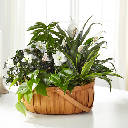 Serene Dishgarden –  Diana Flowers, Passaic NJ