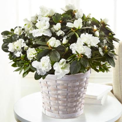 White Azalea Plant –  Diana Flowers, Passaic NJ