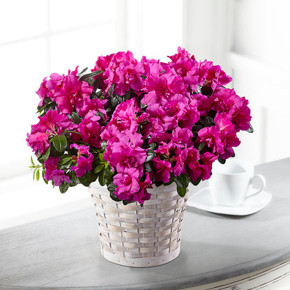 Hope & Serenity Azalea Plant –  Diana Flowers, Passaic NJ