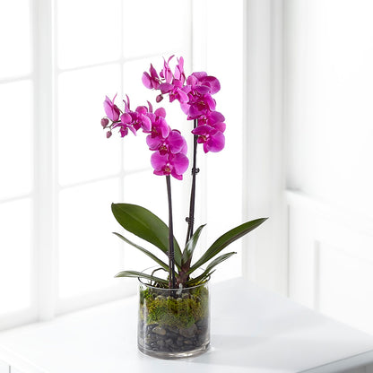 Pink Orchid Plant –  Diana Flowers, Passaic NJ