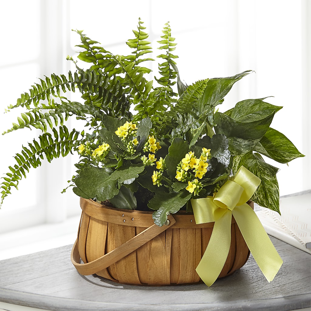 Always Dear Dishgarden –  Diana Flowers, Passaic NJ