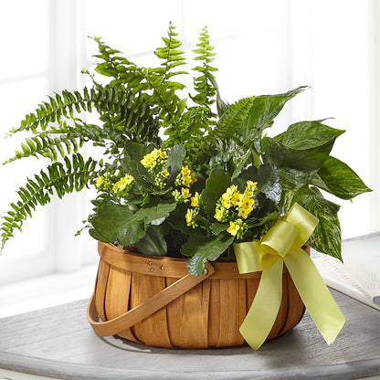 Always Dear Dishgarden –  Diana Flowers, Passaic NJ