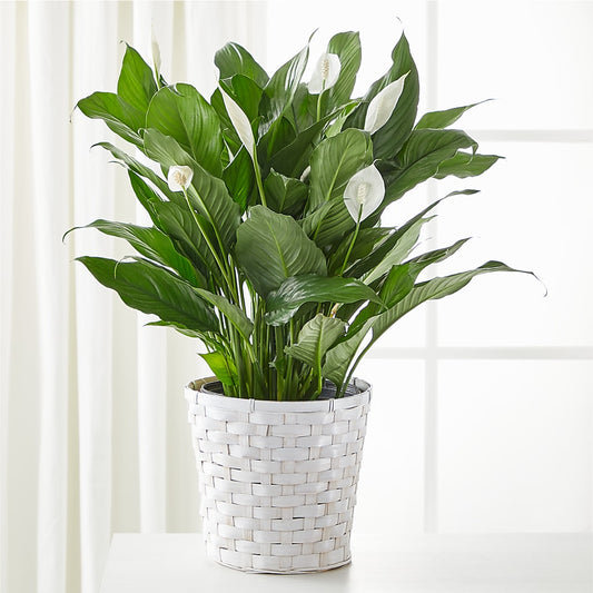A New Leaf Peace Lily –  Diana Flowers, Passaic NJ