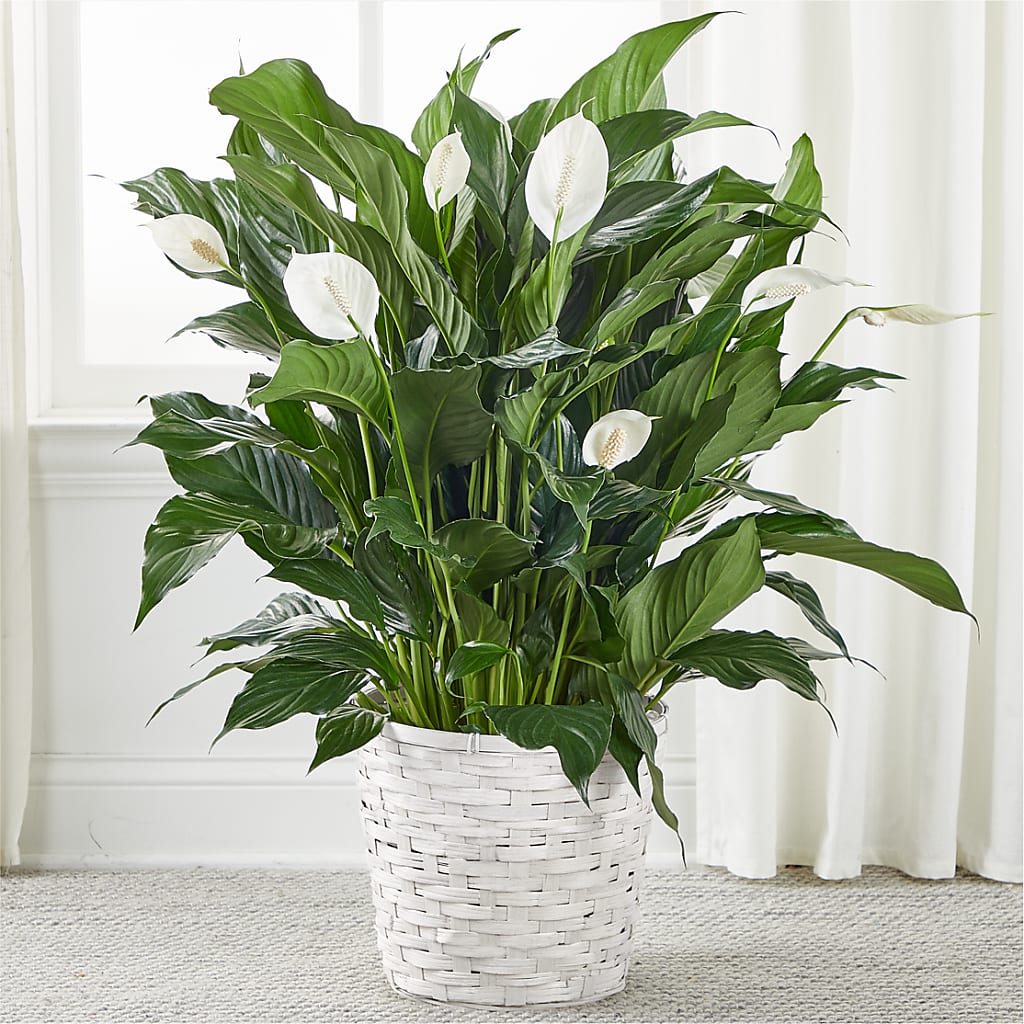 A New Leaf Peace Lily –  Diana Flowers, Passaic NJ