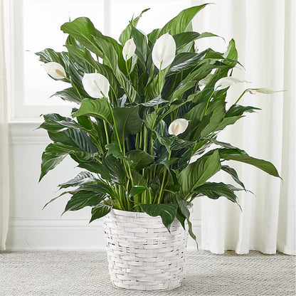 A New Leaf Peace Lily –  Diana Flowers, Passaic NJ