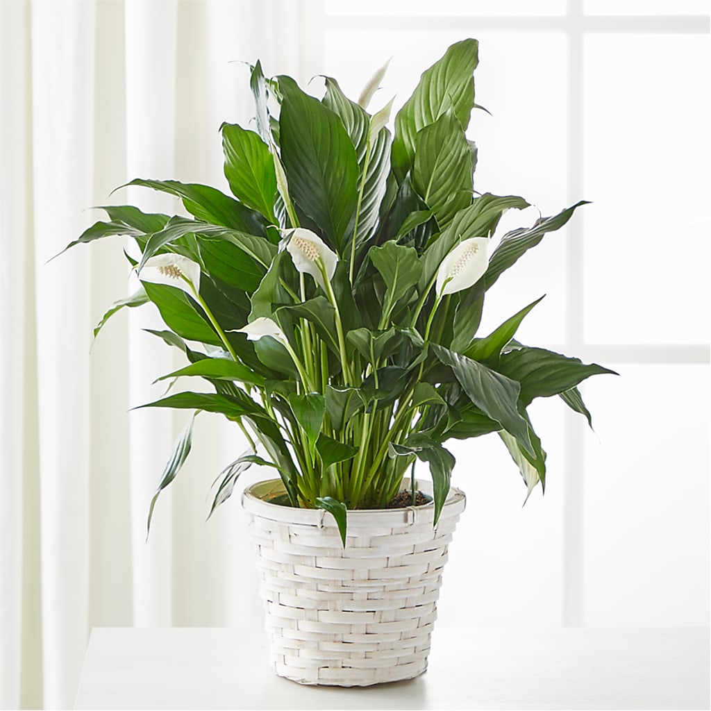 A New Leaf Peace Lily –  Diana Flowers, Passaic NJ