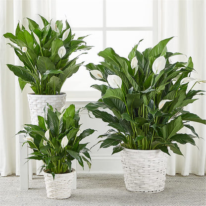 A New Leaf Peace Lily –  Diana Flowers, Passaic NJ