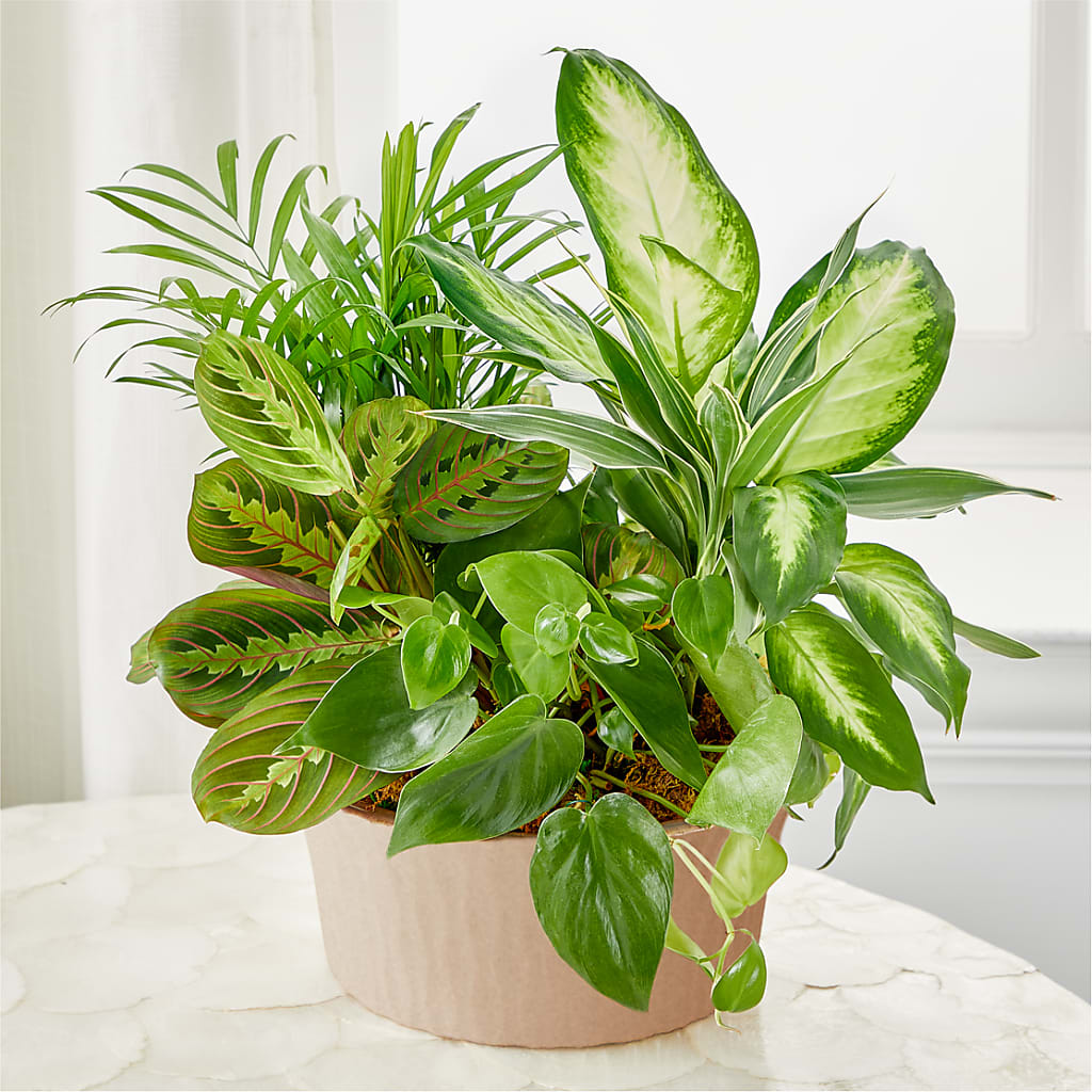 Balance & Harmony Dishgarden –  Diana Flowers, Passaic NJ