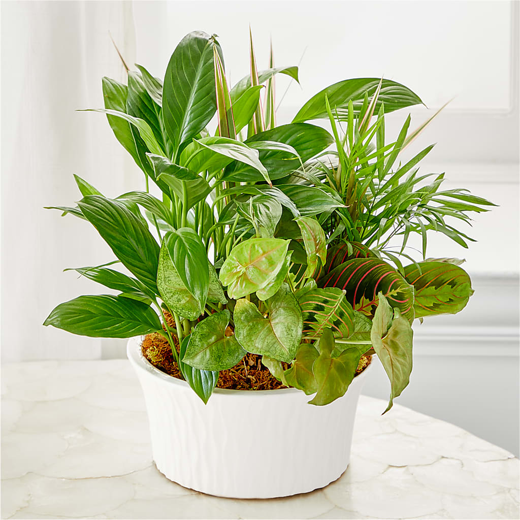 Balance & Harmony Dishgarden –  Diana Flowers, Passaic NJ