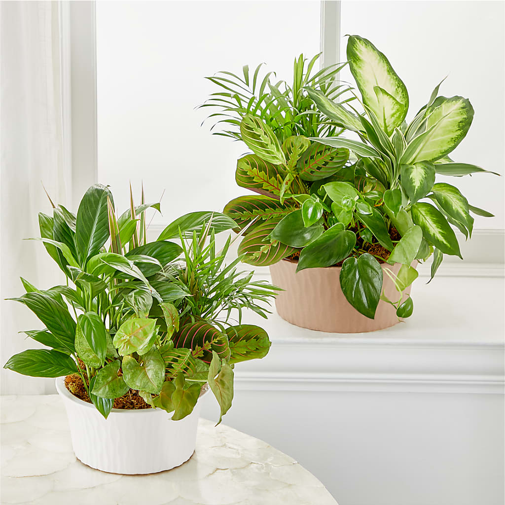 Balance & Harmony Dishgarden –  Diana Flowers, Passaic NJ