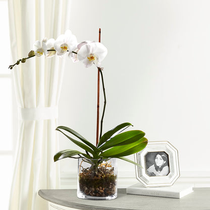 White Orchid Planter –  Diana Flowers, Passaic NJ