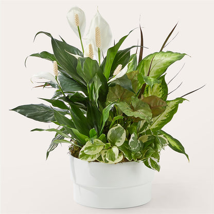 Radiating Positivity Dishgarden –  Diana Flowers, Passaic NJ