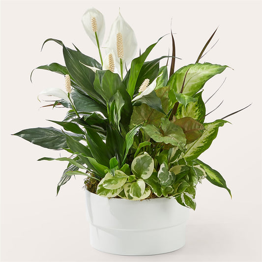 Radiating Positivity Dishgarden –  Diana Flowers, Passaic NJ
